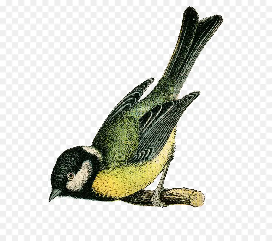 Kuş，Kuş Yuvası PNG