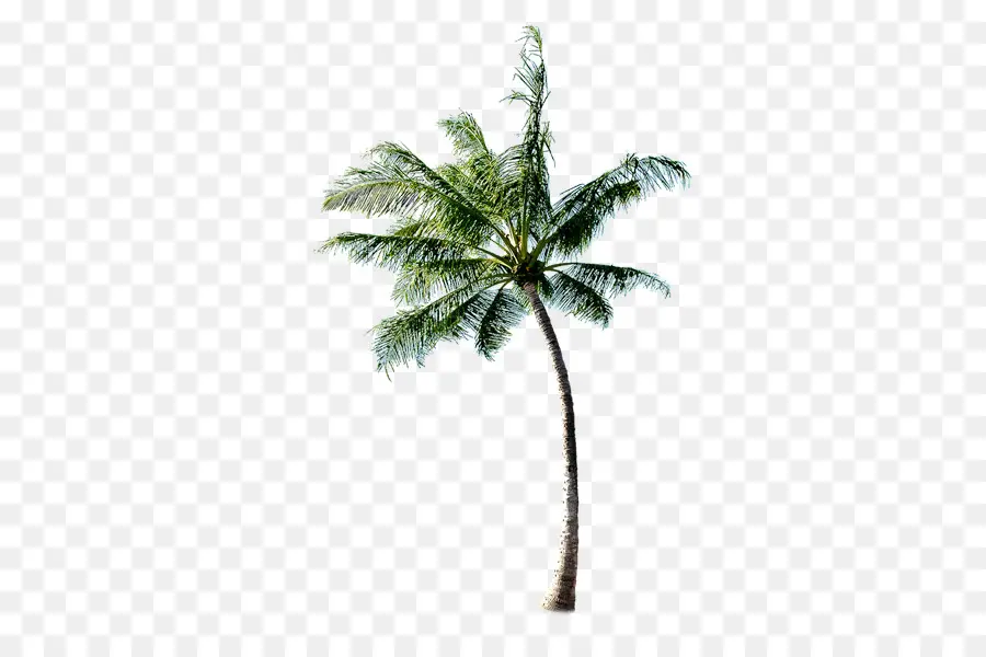 Ağaç，Plaj PNG