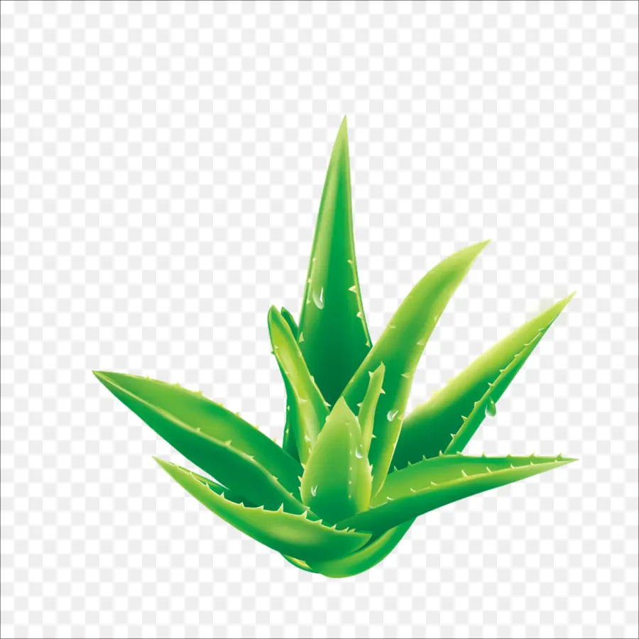 Aloe，Bitki PNG