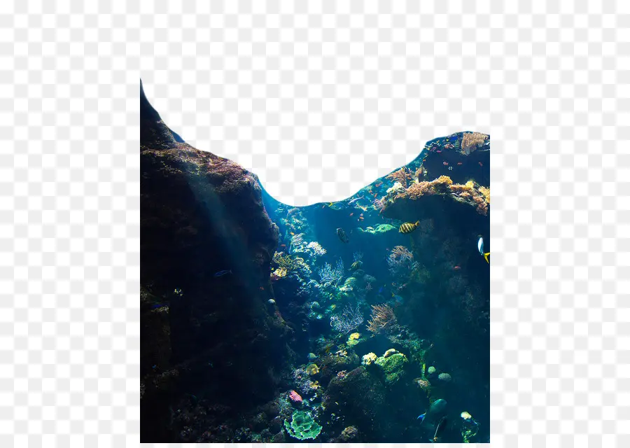 Denizanası，Sualtı PNG