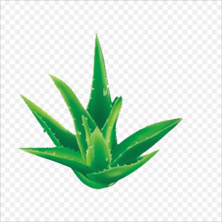 Aloe Vera，Yapraklar PNG