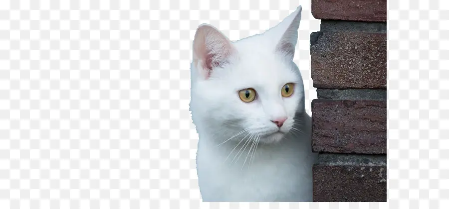 Kedi，Kediler Doğuştan Sensorinöral Sağırlık PNG