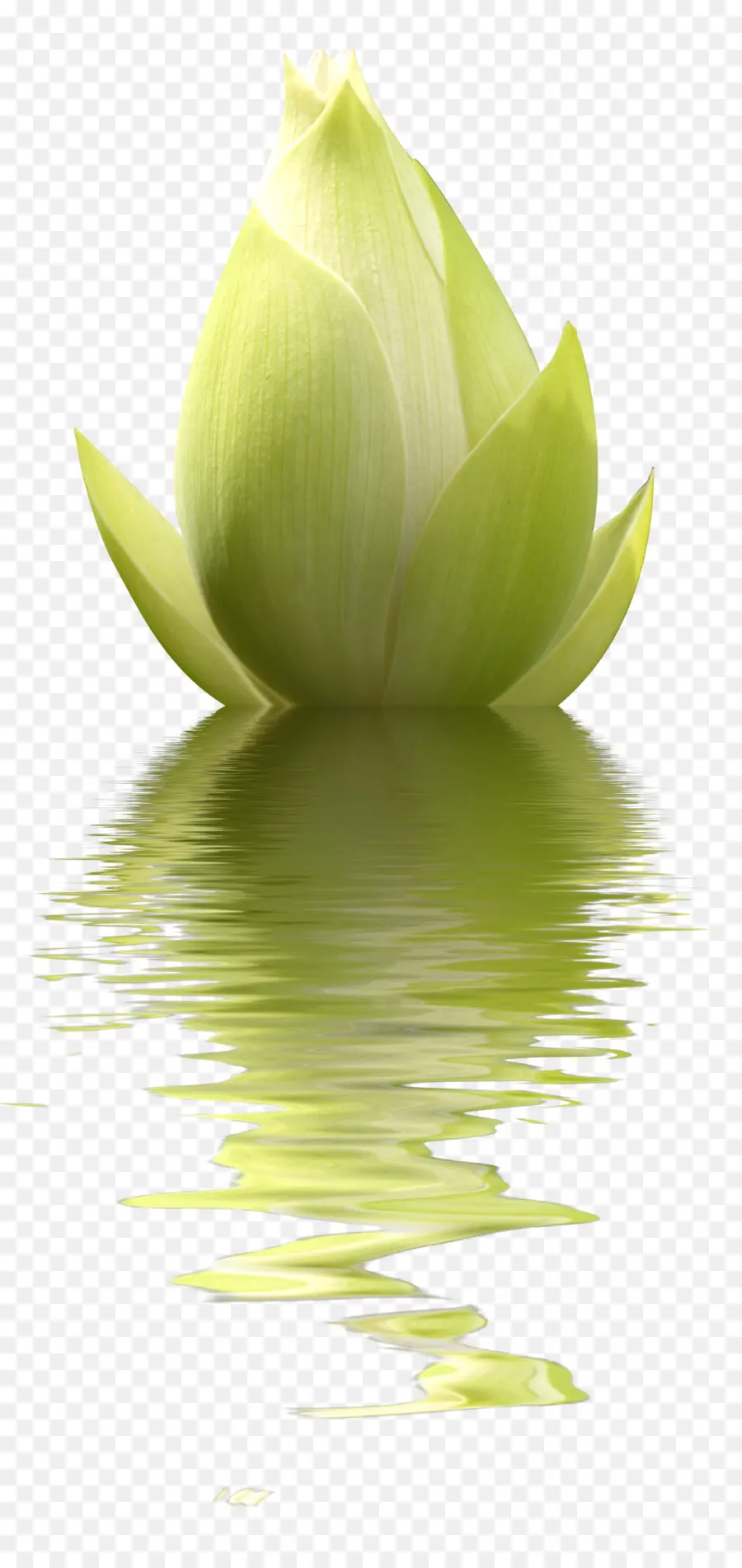 Yeşil Lotus，Refleks PNG