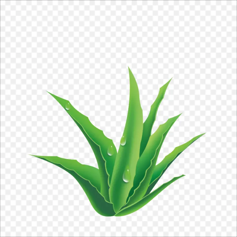 Aloe，Bitki PNG