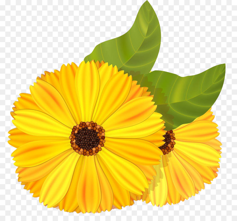 Meksikalı Marigold，çiçek PNG