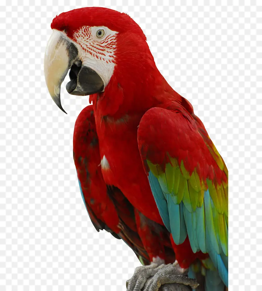 Sultan Papağanı，Kuş PNG