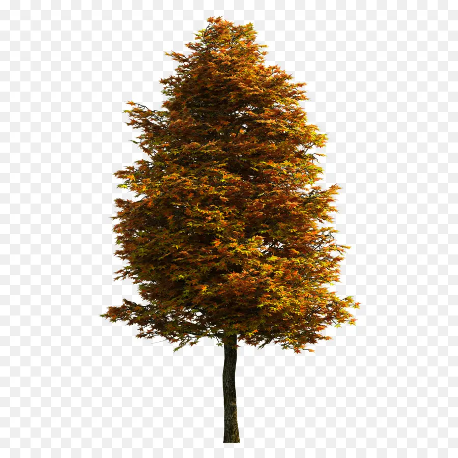 Ağaç，Encapsulated Postscript PNG