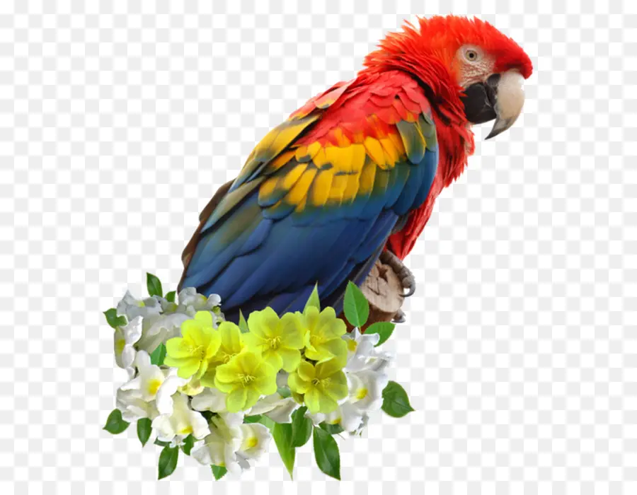 Scarlet Papağan，Papağan PNG
