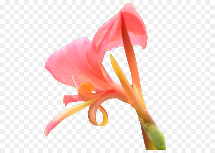 Kamışı，çiçek PNG