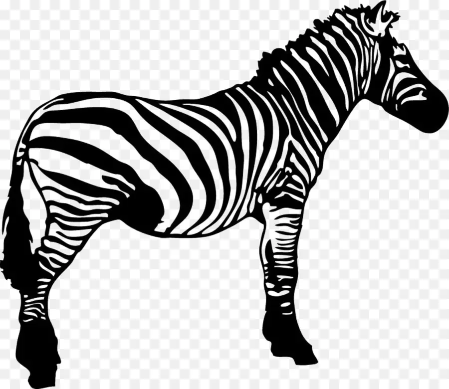 Zebra，Çizgili PNG