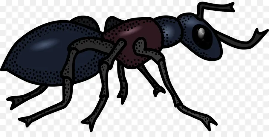 Karınca，Siyah Ve Beyaz PNG