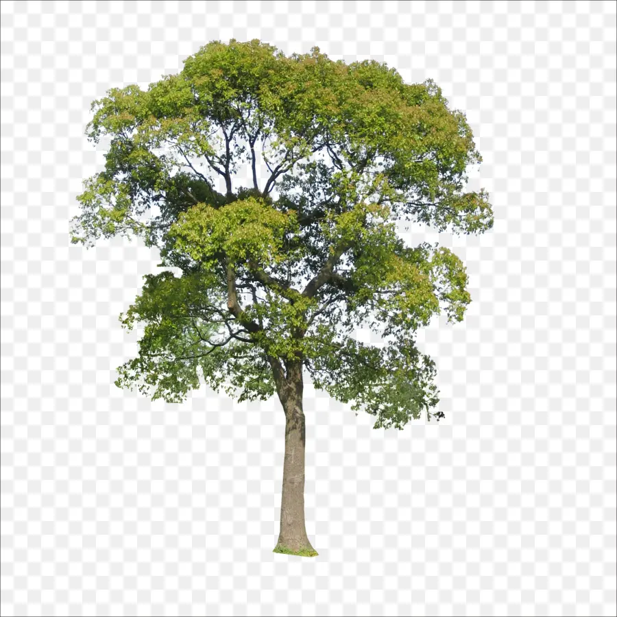 Ağaç，Veri PNG