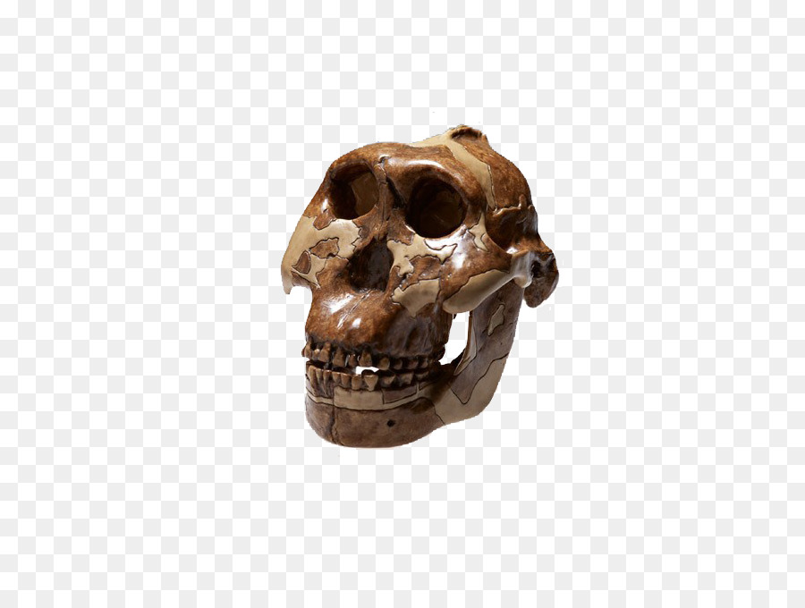 Kafatası，Kemik PNG
