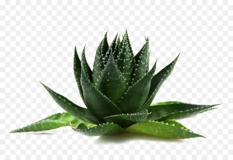 Aloe Vera，Etli PNG