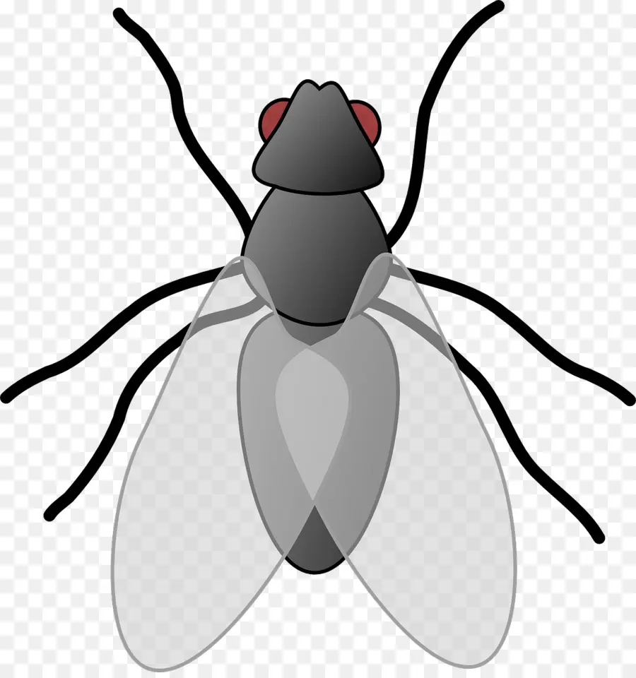 Böcek，Böcek Kanadı PNG