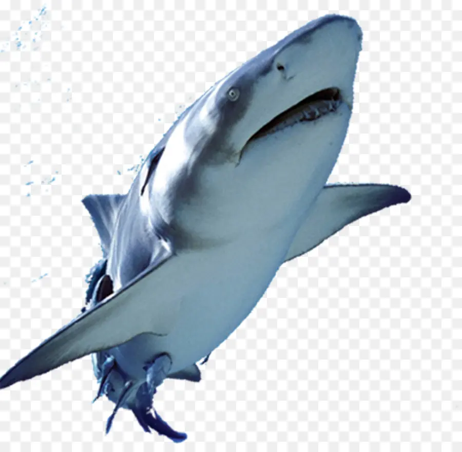 Büyük Beyaz Köpekbalığı，Balık PNG