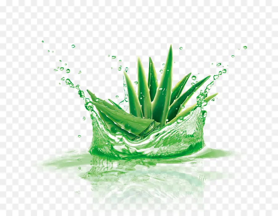 Aloe Vera，Sıçrama PNG