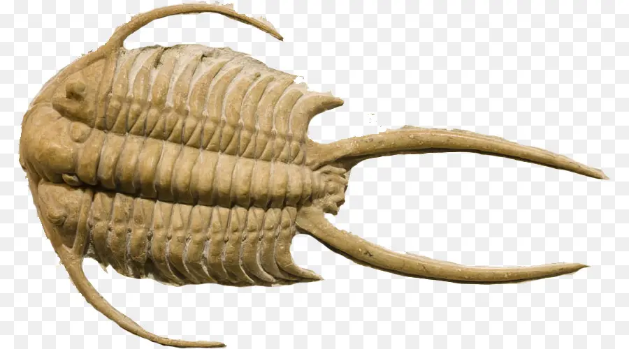 Trilobit Fosili，Antik PNG