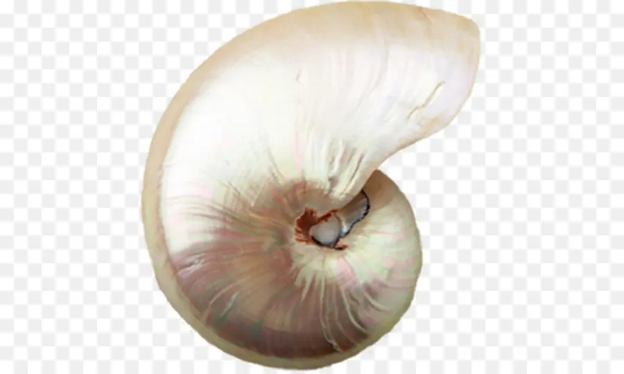 Nautilus Kabuğu，Kabuk PNG