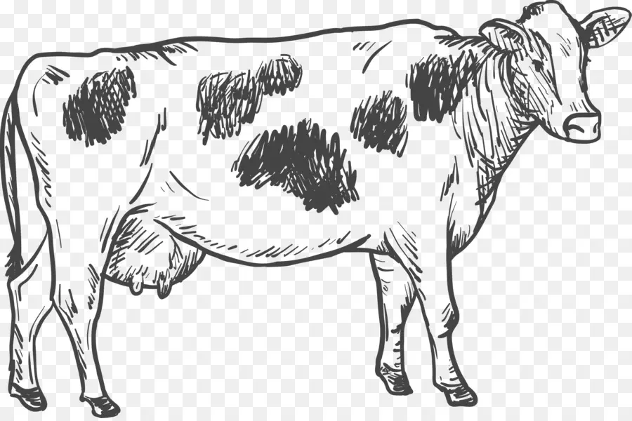 Sığırlar，çizim PNG