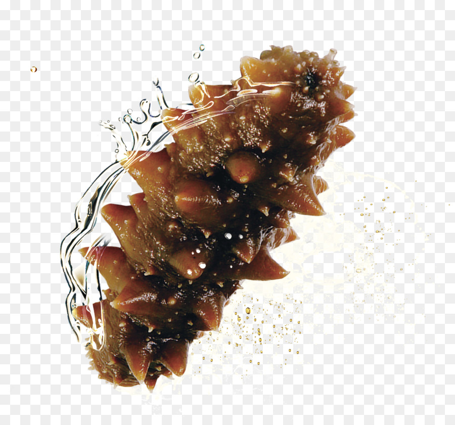 Deniz Hıyarı，Indir PNG