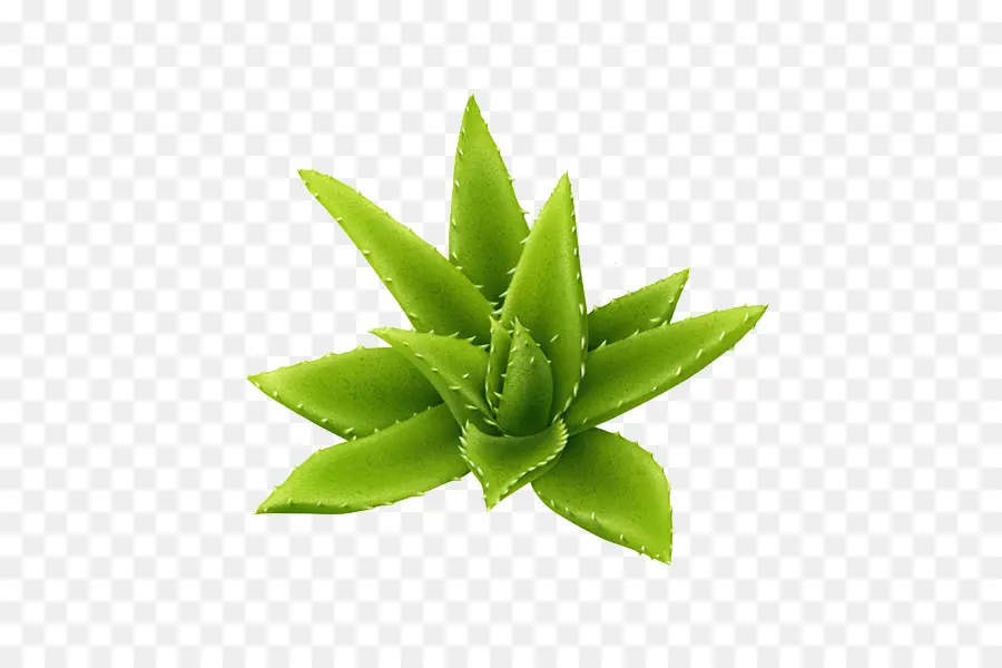 Aloe Vera，Etli PNG