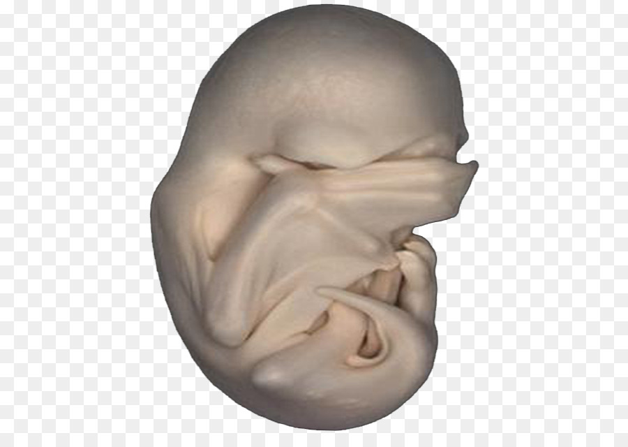 Fetus，Embriyo PNG