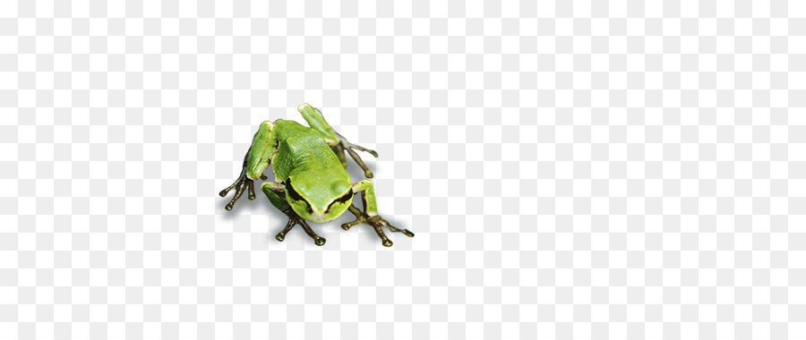 Kurbağa，Ağaç Kurbağası PNG