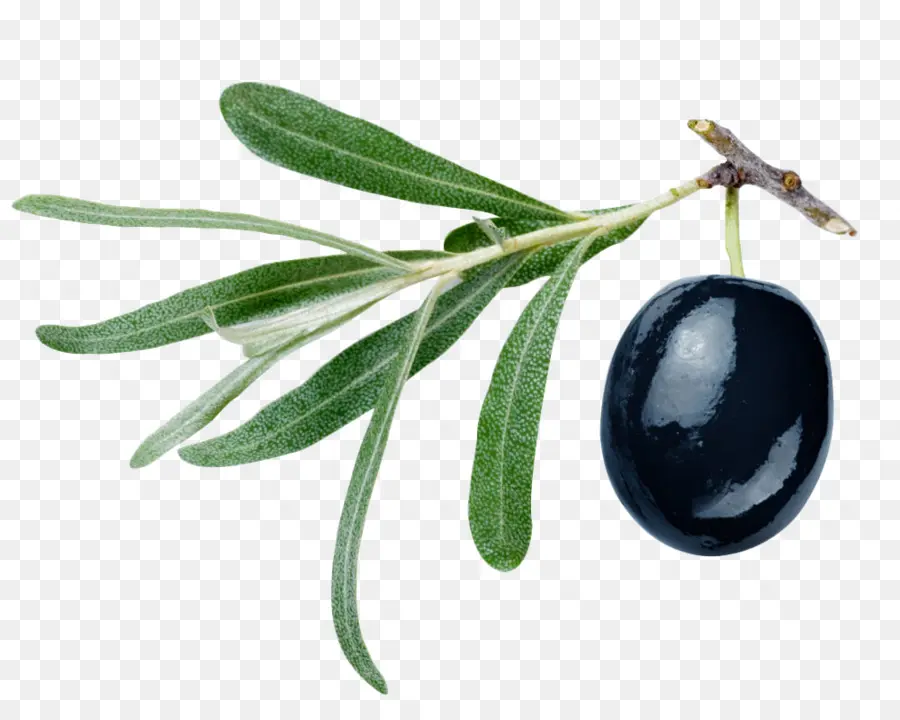 Gemlik Zeytin，Zeytin PNG