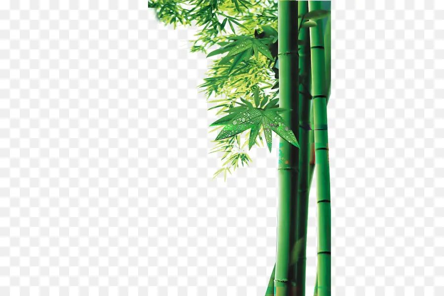 Bambu，Bitkiler PNG