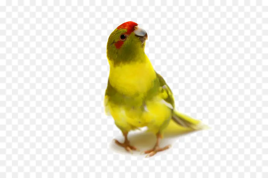 Kuş，Pembe Bir PNG
