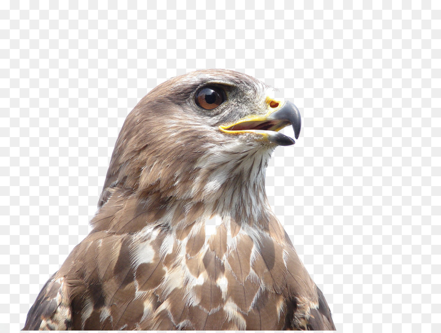 Kuş，Ortak Buzzard PNG