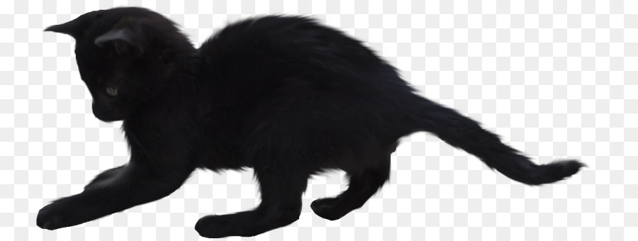 13. Cuma，Kedi PNG