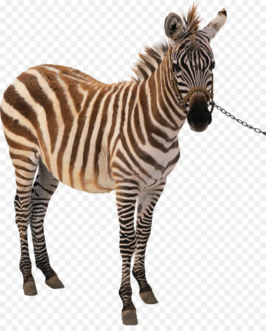 Zebra，Yaban Hayatı PNG