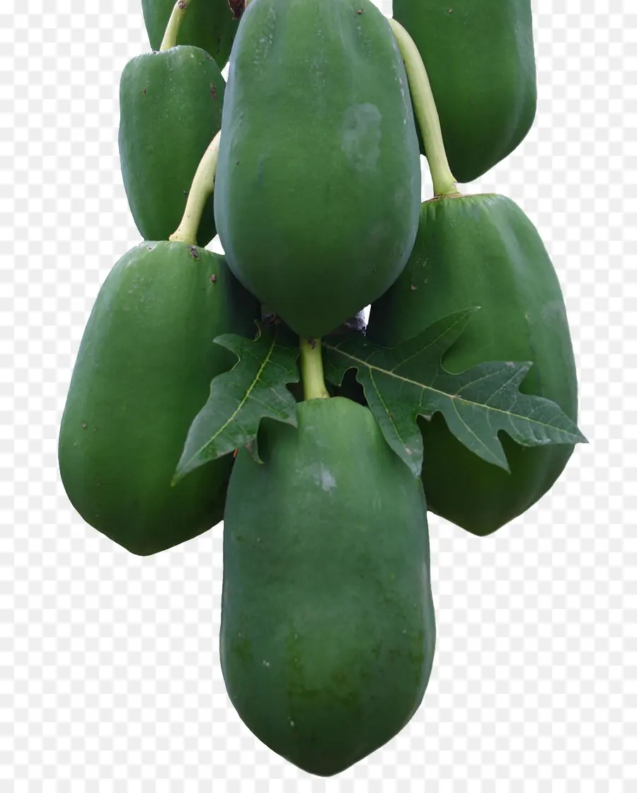 Papaya，Yeşil PNG