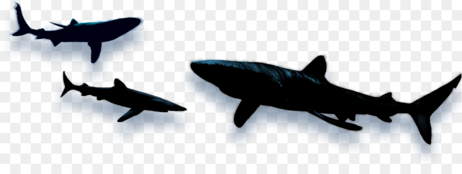 Köpekbalığı，Köpekbalığı Yüzgeci çorbası PNG