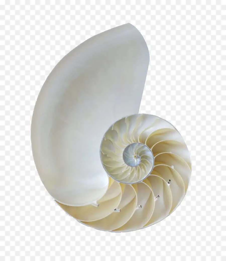 Nautilus Kabuğu，Sarmal PNG