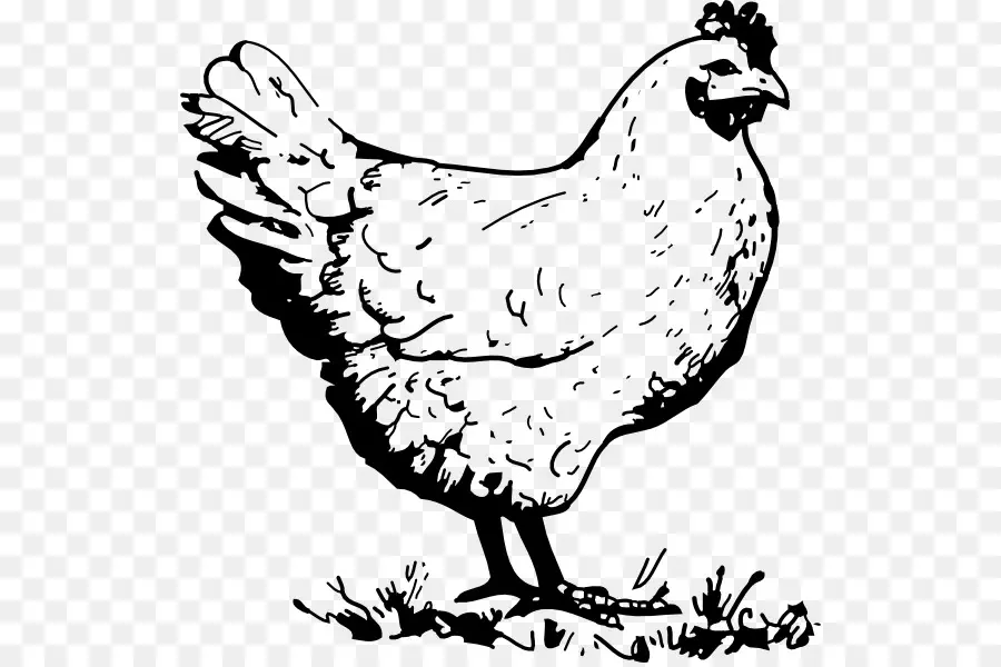 Tavuk，Hat Sanatı PNG