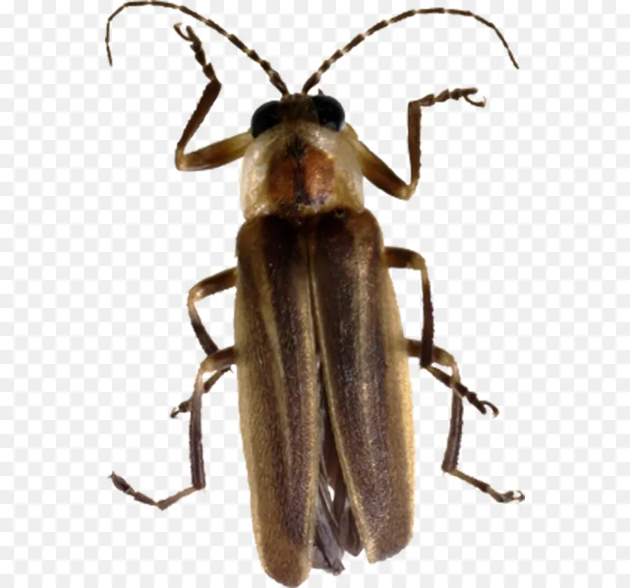 Böcek，Ateşböceği PNG