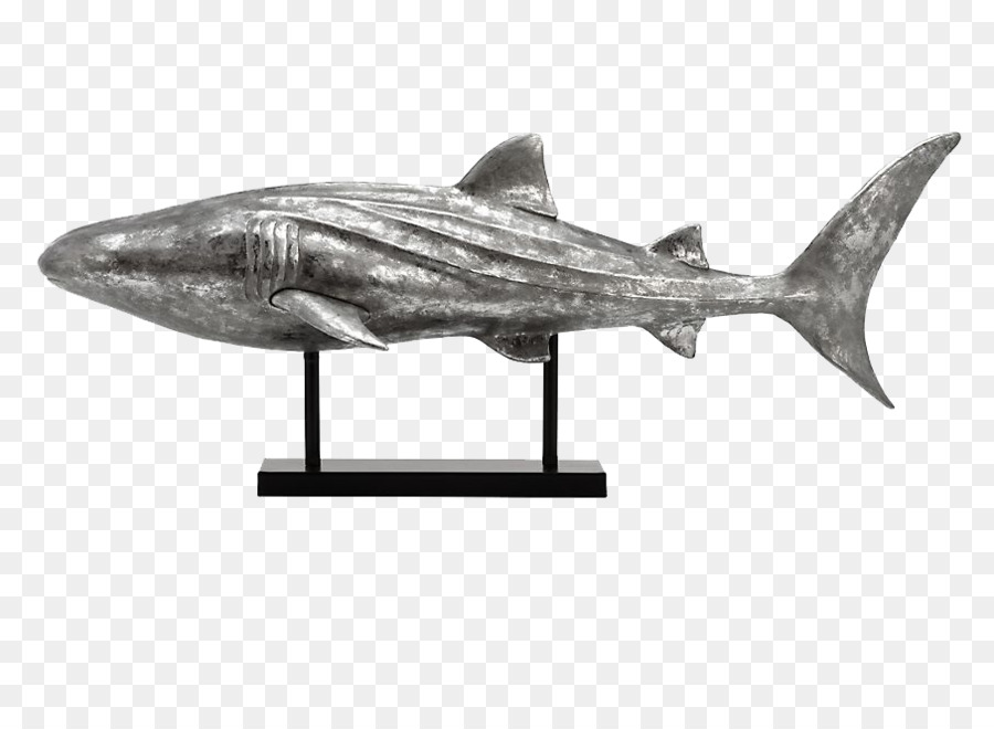 Köpekbalığı，Requiem Köpekbalığı PNG