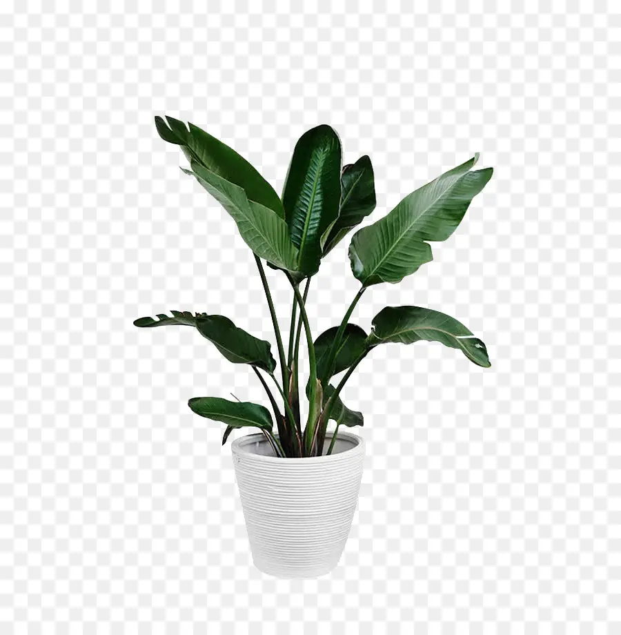 Arecaceae，Bitki PNG