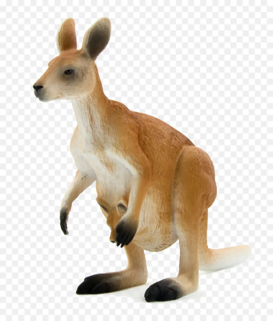 Kırmızı Kanguru，Macropodidae PNG