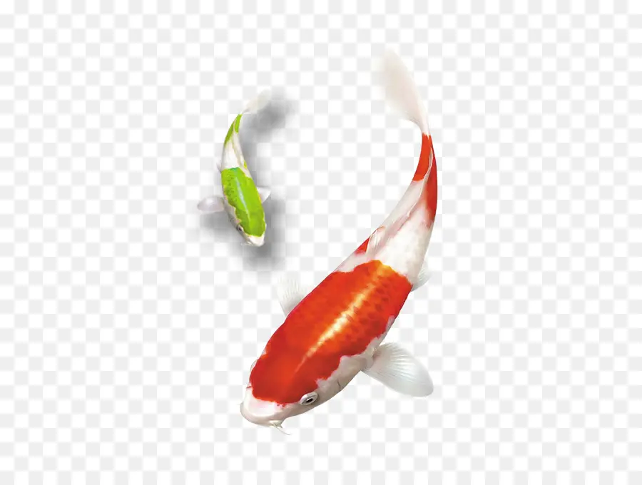 Koi，Akvaryum Balığı PNG
