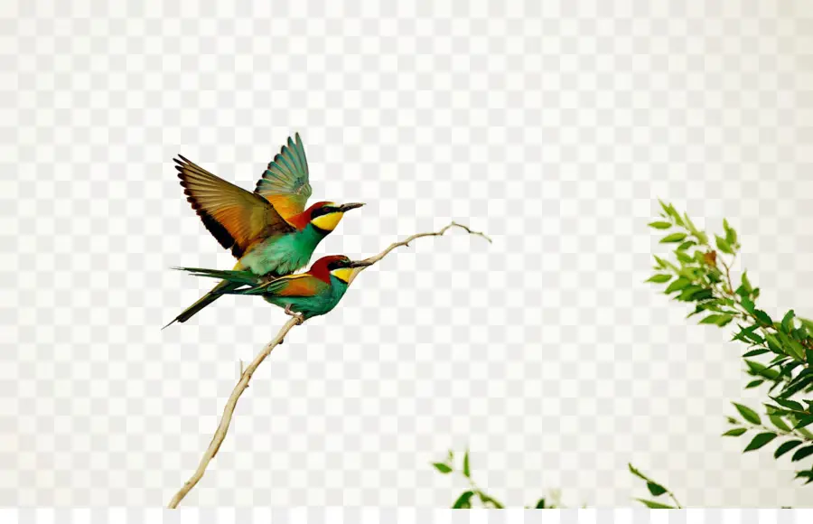 Kuş，Avrupa Beeeater PNG