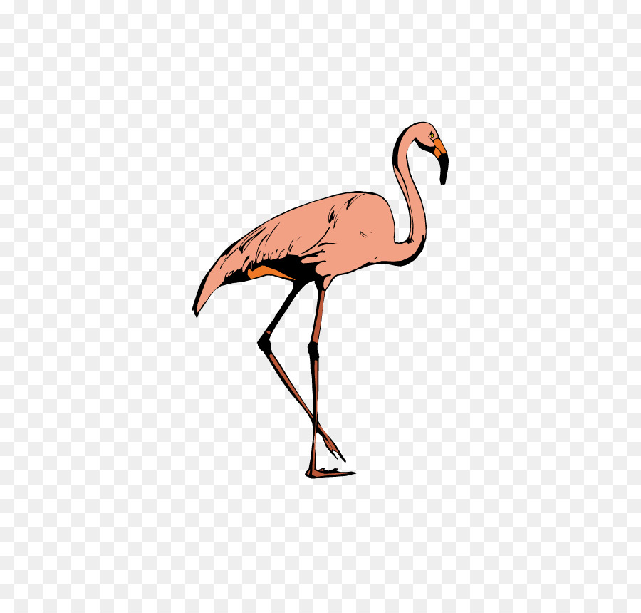 Flamingo，Kuş PNG