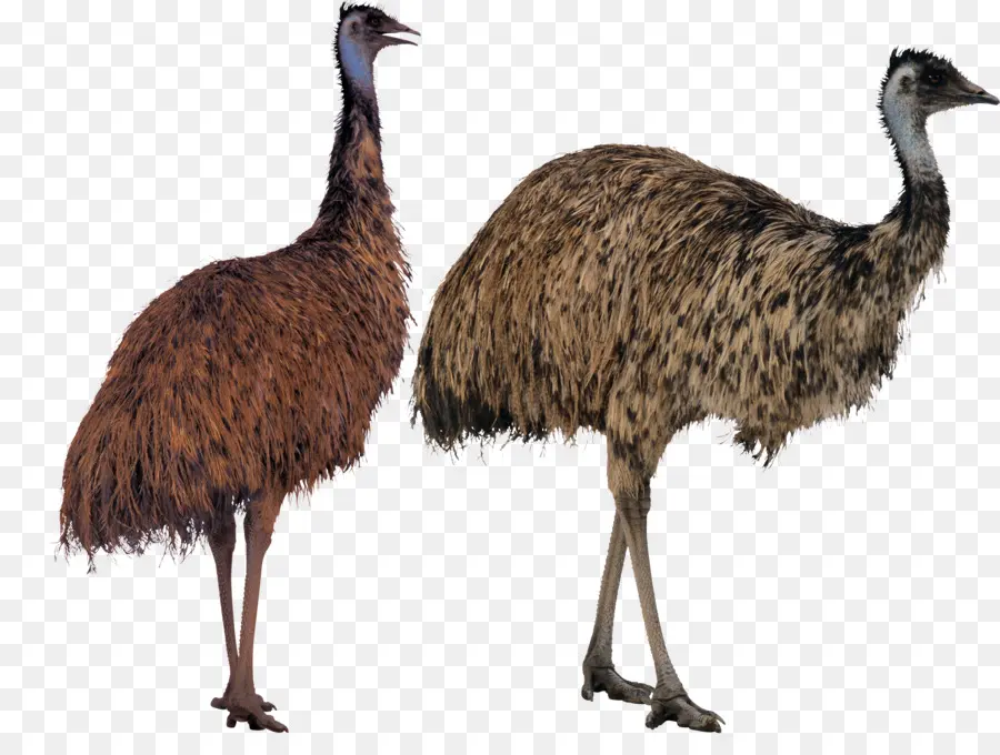 Emus，Kuşlar PNG