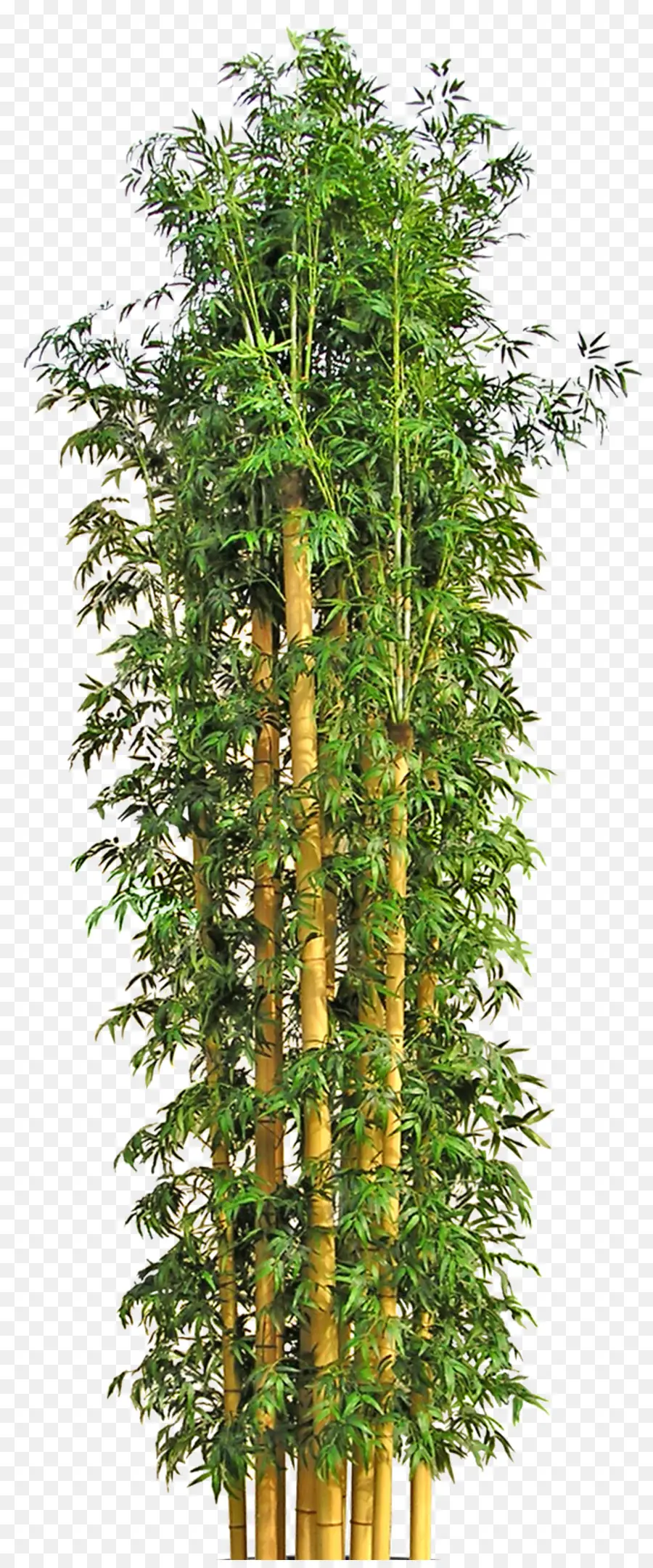 Ağaç，Bambu PNG