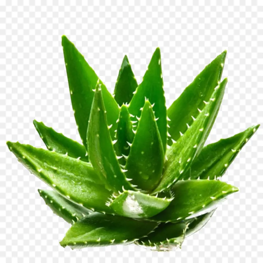 Aloe Vera，Etli PNG