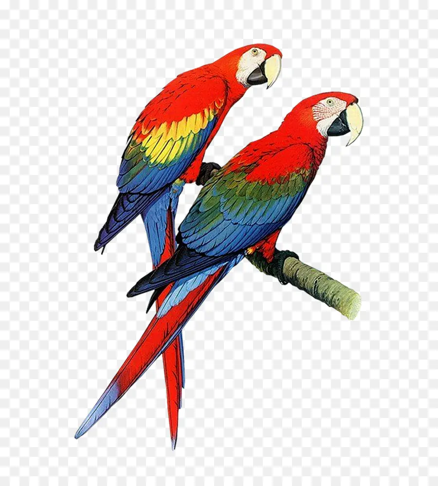 Papağan，Dünyanın Papağanları PNG