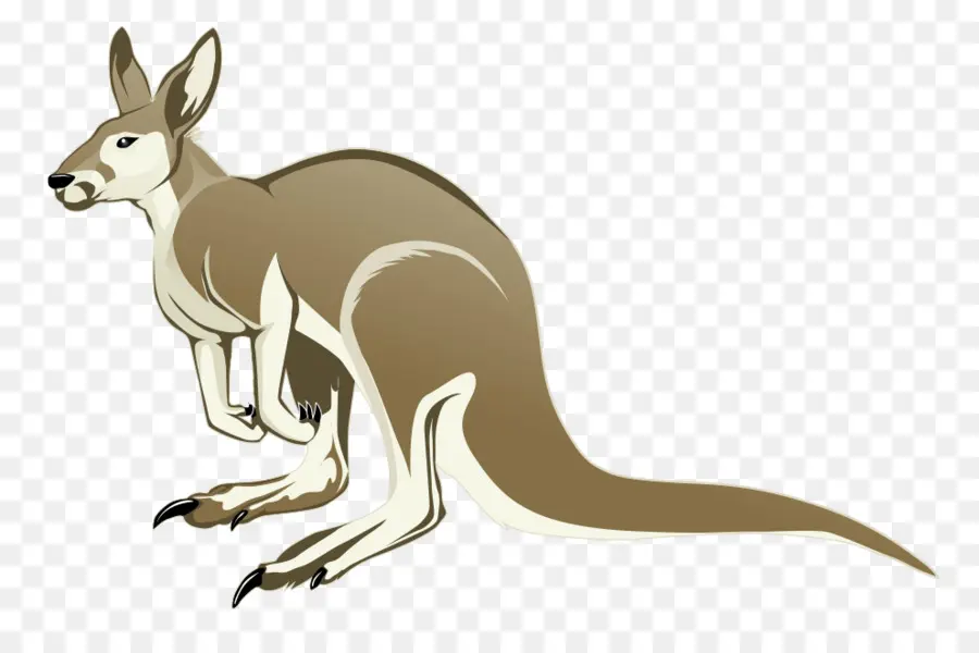 Kanguru，Ücretsiz Içerik PNG